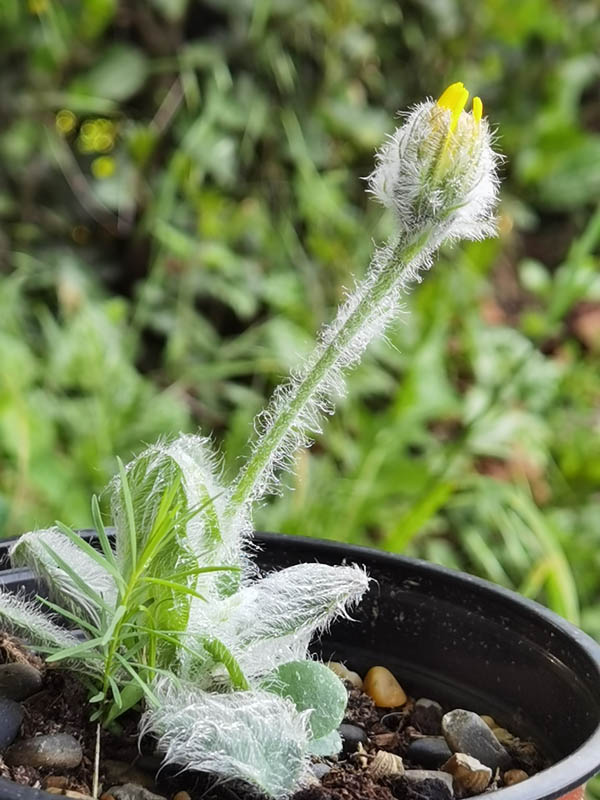 Hieracium villosum photo